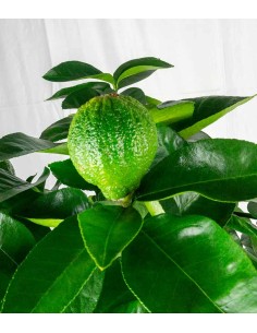 Pianta di Bergamotto 2