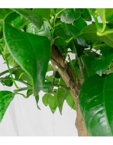 Pianta di Bergamotto