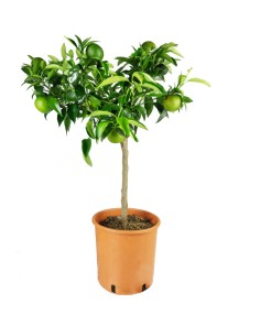 Pianta di clementino