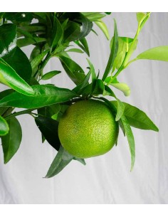 Pianta di clementino 2