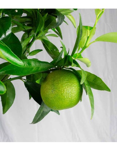 Pianta di clementino