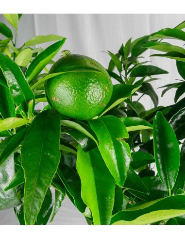 Pianta di clementino