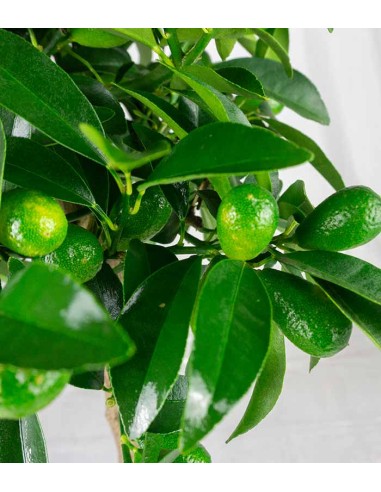 Pianta di Kumquat