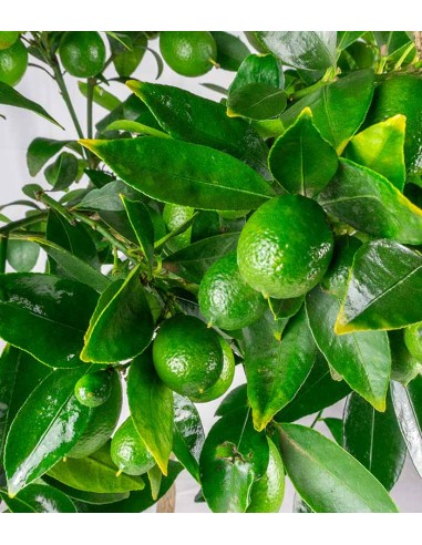 Pianta di Limequat