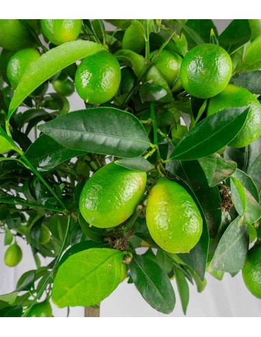 Pianta di Limequat