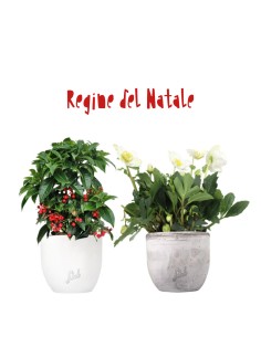 Regine del Natale | Ardisia...
