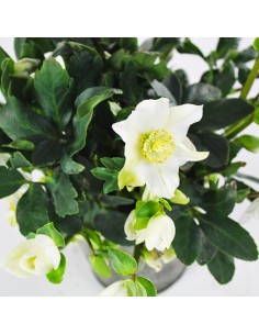 Regine del Natale | Ardisia... 2