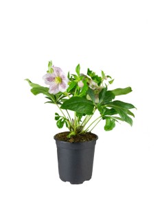 Elleboro Orientalis (...