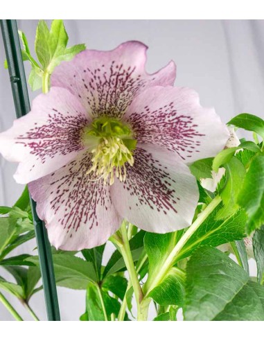 Elleboro Orientalis ( Helleborus)