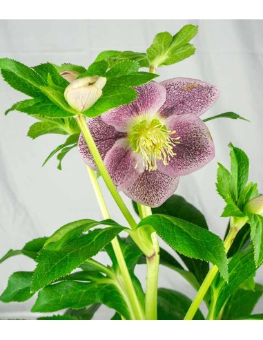 Elleboro Orientalis ( Helleborus)