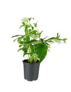 Elleboro Orientalis (... 2