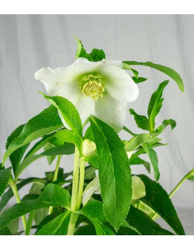 Elleboro Orientalis ( Helleborus)