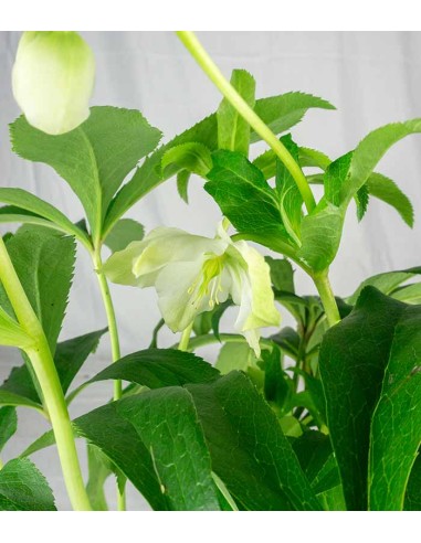 Elleboro Orientalis ( Helleborus)