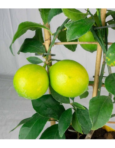 Pianta di Limone a Spalliera