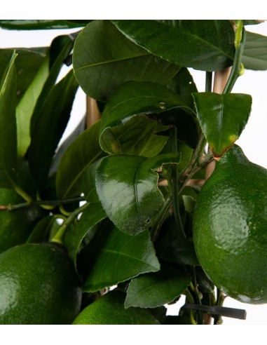 Pianta di Limone a Spalliera