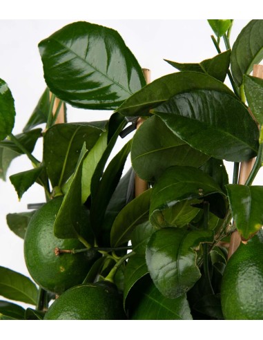 Pianta di Limone a Spalliera