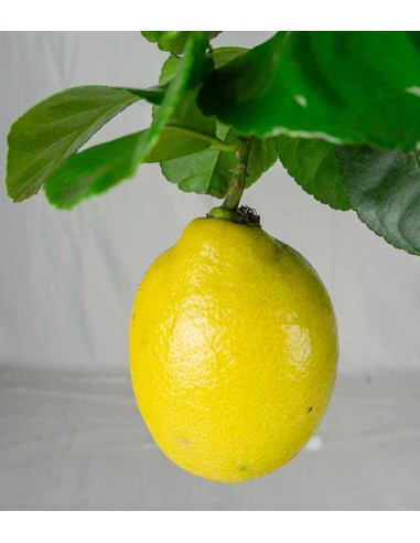 Pianta di Limone Carrubaro