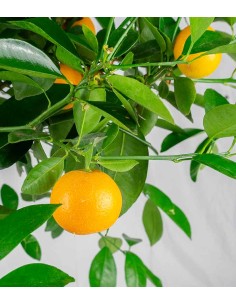 Pianta di Calamondino 2