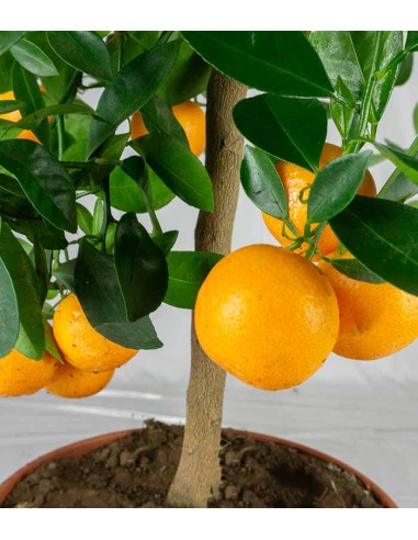 Pianta di Calamondino