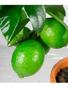 Pianta di Citrus Lime 2