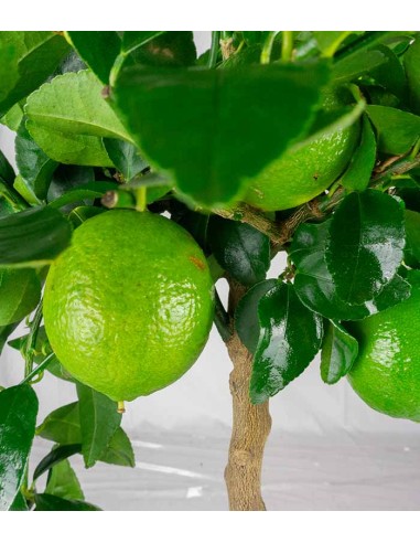 Pianta di Citrus Lime