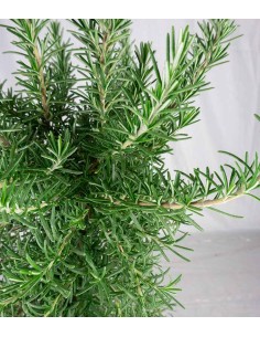 Rosmarino Prostrato 2