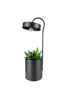 Composizione piante in vaso...