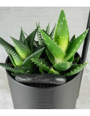 Succulente con lampada di design Nero