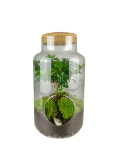 Carmona Bonsai in vetro