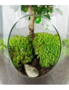 Carmona Bonsai in vetro 2