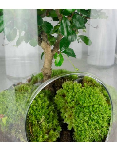 Carmona Bonsai in vetro