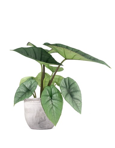 Alocasia Polly In Vaso Di Cemento Artigianale - Pianta Da Interno Con Foglie A Orecchia Di Elefante, Altezza 25 Cm