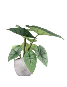 Alocasia Platinum 2