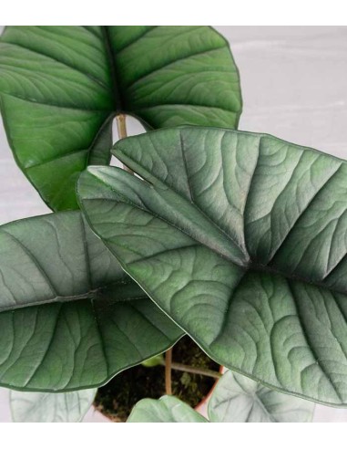 Alocasia Platinum