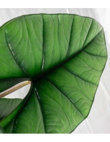 Alocasia Platinum