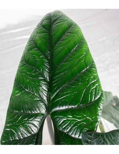 Alocasia Scalprum
