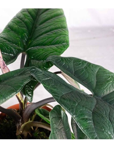 Alocasia Scalprum