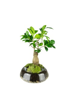 Bonsai Zelkova in ciotola...