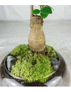 Bonsai Zelkova in ciotola... 2