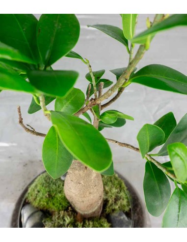 Bonsai Ficus Ginseng in ciotola di vetro