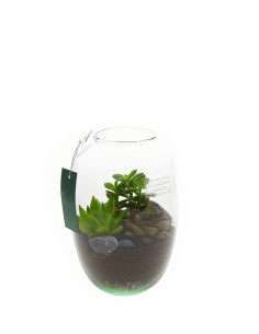 Terrario succulente