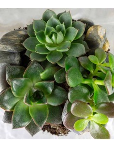 Terrario succulente 2