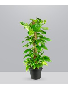 Pothos a Palo Alto da 90 cm 2