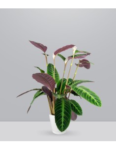 Calathea warscewiczi | 100 cm