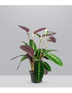 Calathea warscewiczi | 100 cm 2