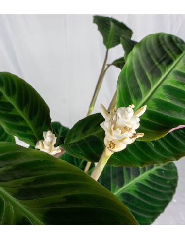 Calathea warscewiczi | 100 cm