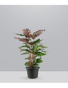 Calathea Makoyana | 80 cm