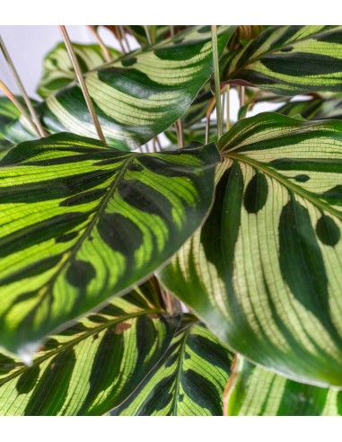 Calathea Makoyana | 80 cm