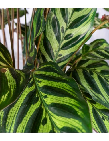 Calathea Makoyana | 80 cm
