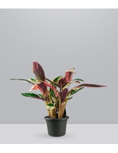 Calathea Triostar | 60 cm
